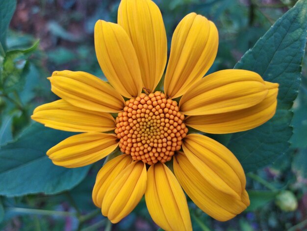 Foto close-up di un fiore giallo nel parco