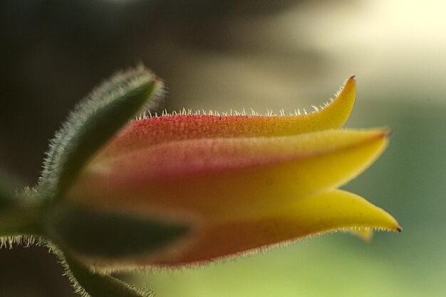 Close-up of yellow flower petal