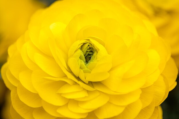 Close-up of yellow flower on plant