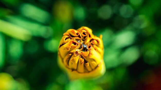 Close-up of yellow flower on plant