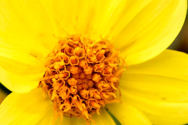 Close-up of yellow flower pollen