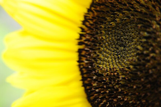 Foto prossimo piano del polline giallo dei fiori