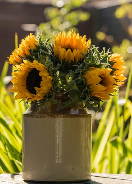 Photo close-up of yellow flower pot - sunflower