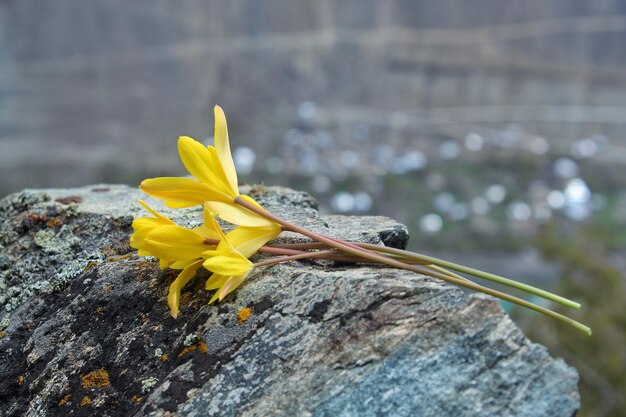 Close-up of yellow flower on rock