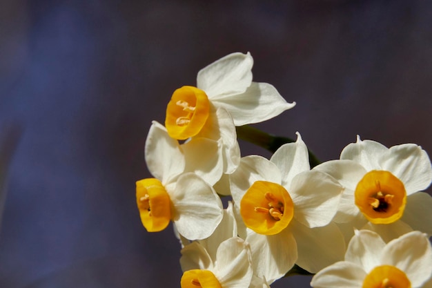 close-up of yellow flower spring time