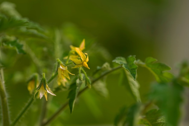 フィールドのトマト植物の黄色い花のクローズアップ。