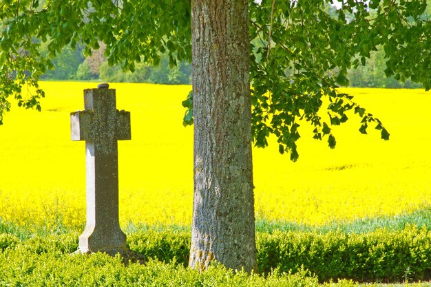 Close-up of yellow flower tree in field