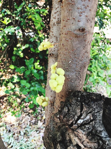 Close-up of yellow flower on tree trunk