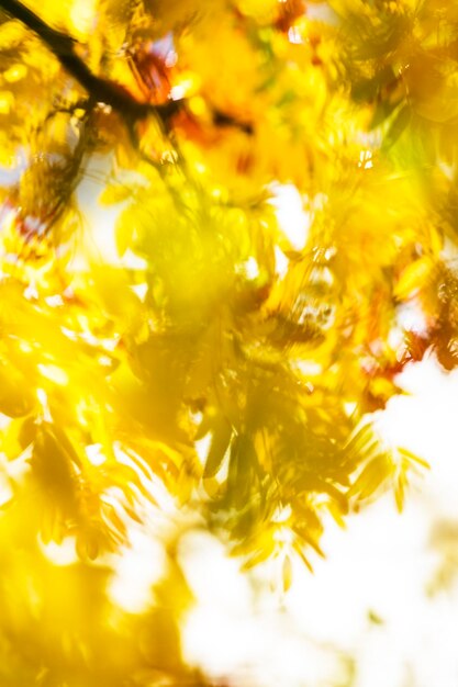 Close-up of yellow flower tree