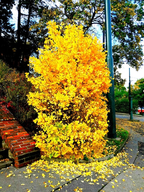 Close-up of yellow flower tree