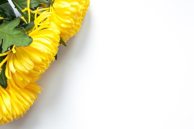 Close-up of yellow flower over white background