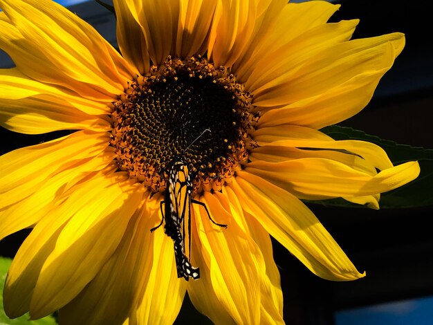 Close-up of yellow flower with butterfly