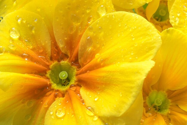 A close up of a yellow flower with water droplets on it