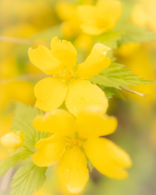 A close up of a yellow flower with water drops on it