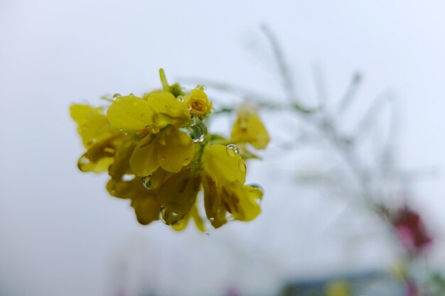 Close-up of yellow flower with water drops