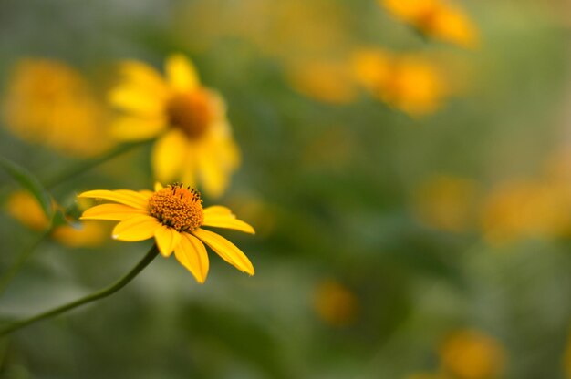 Photo a close up of a yellow flower with the word daisy on it