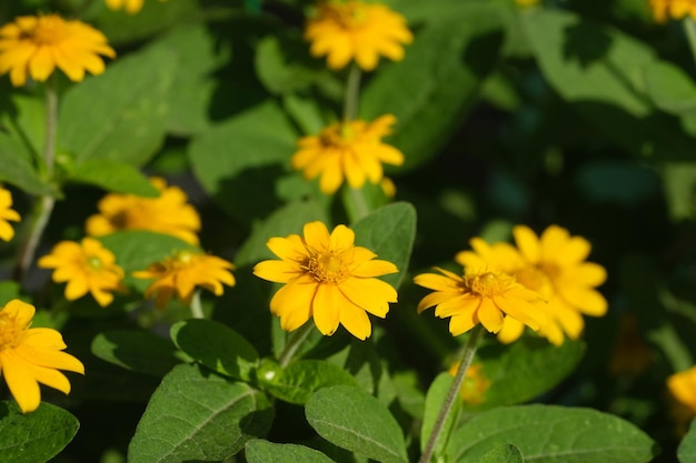 A close up of a yellow flower with the word marigold on it