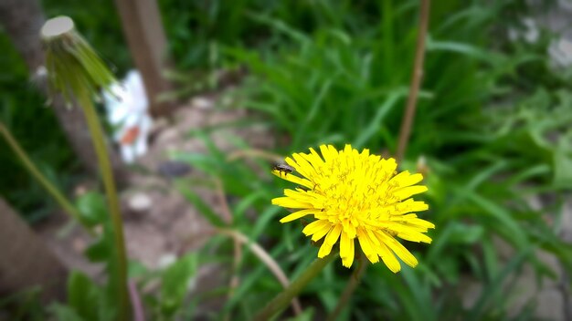 Photo close-up of yellow flower