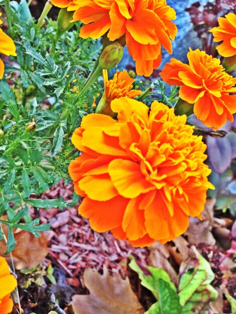 Close-up of yellow flower