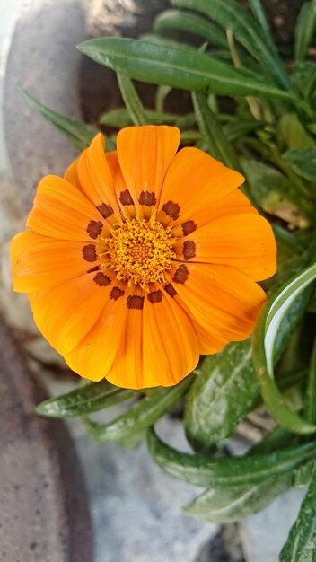 Close-up of yellow flower