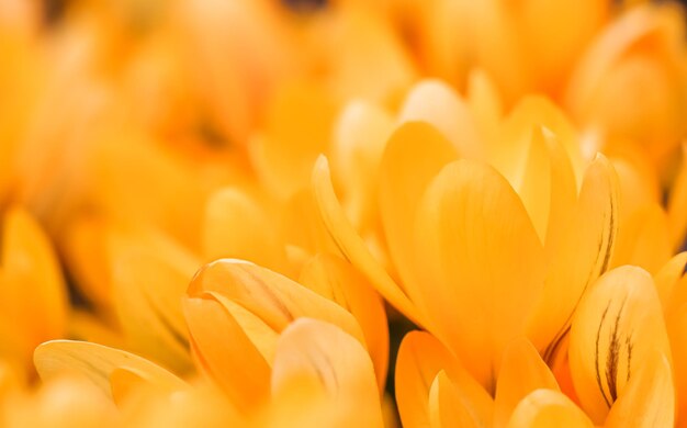 Close-up of yellow flower