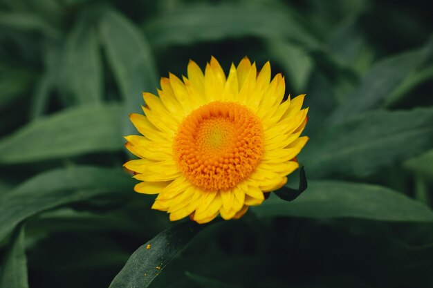 Close-up of yellow flower