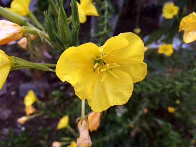 Photo close-up of yellow flower