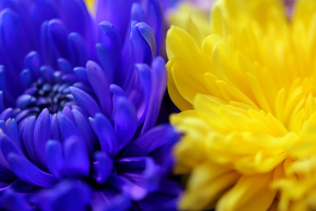 Close-up of yellow flower