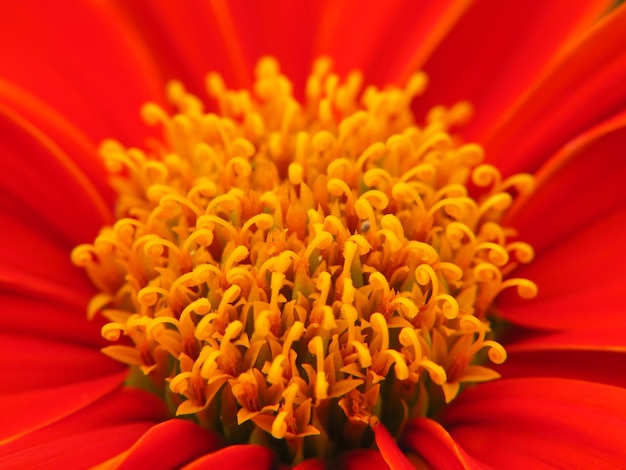 Foto close-up di un fiore giallo