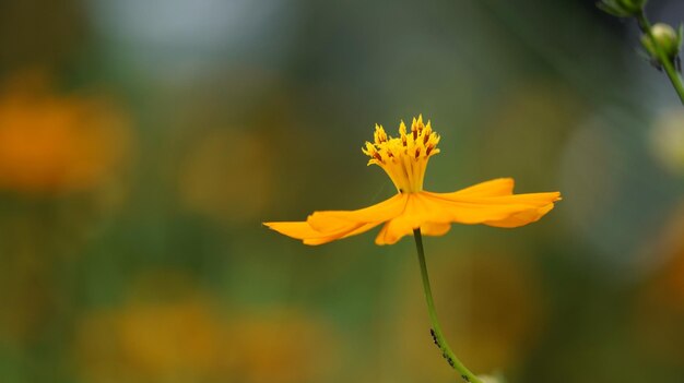 Close up of yellow flower