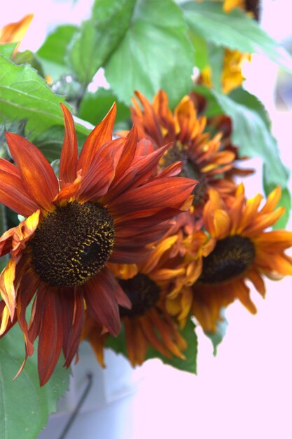 Close-up of yellow flower