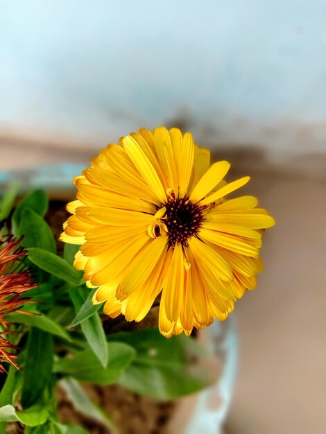 Close-up of yellow flower