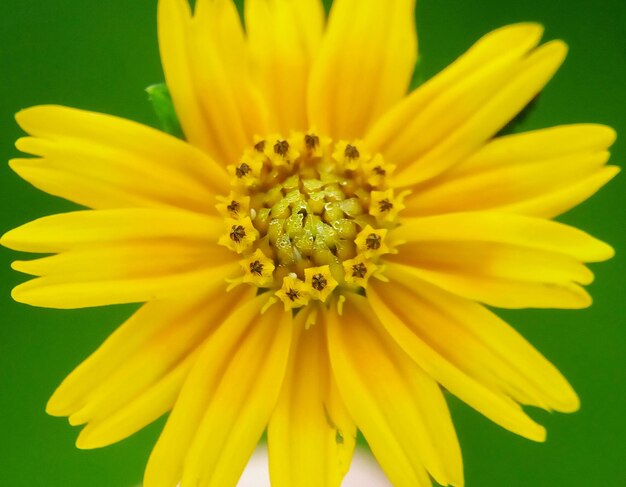 Close-up of yellow flower