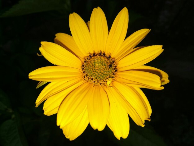 Foto close-up di un fiore giallo