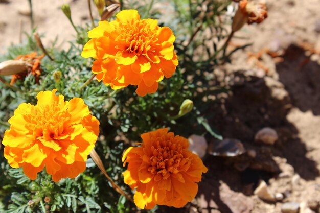 Close-up of yellow flower