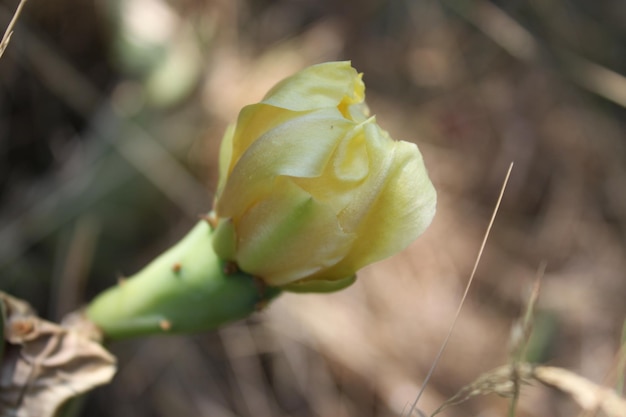 Close-up of yellow flower