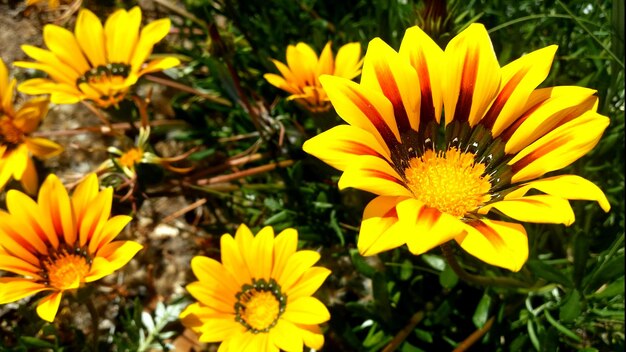 Close-up of yellow flower