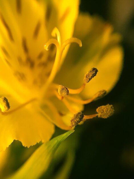 Close-up of yellow flower