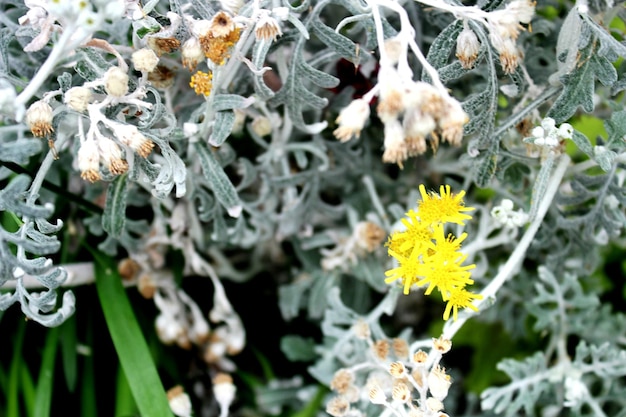 Foto close-up di un fiore giallo