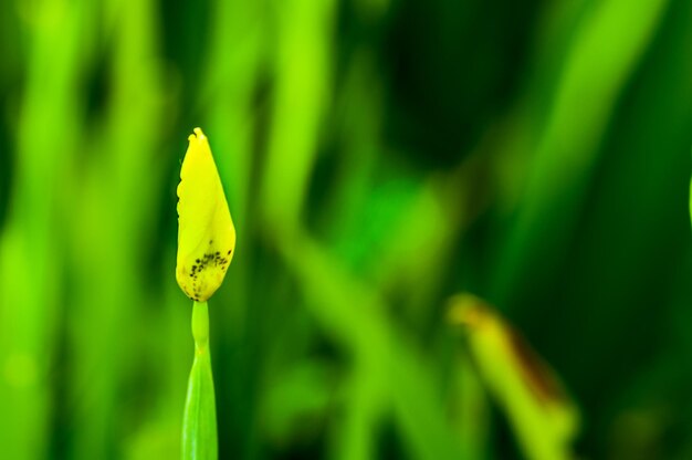 Close-up of yellow flower