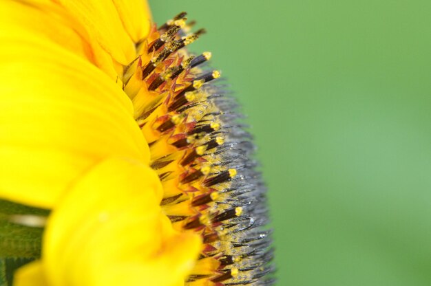 Close-up of yellow flower