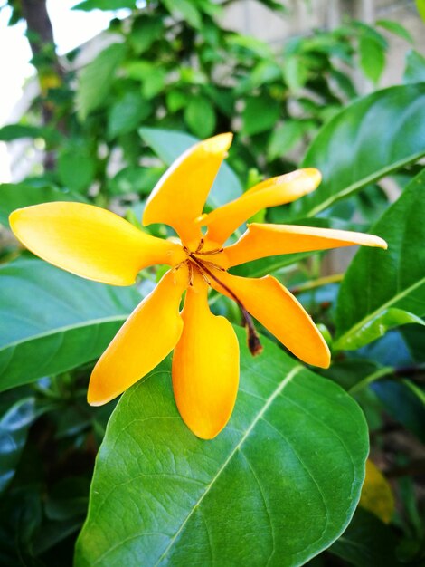 Close up of yellow flower