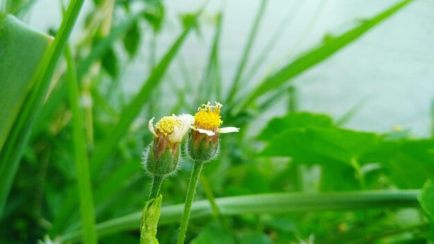 Close-up of yellow flower