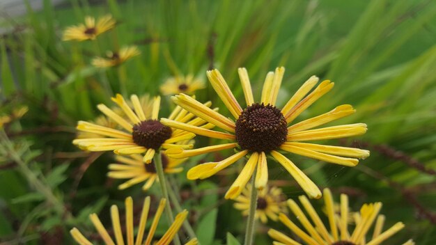 Foto close-up di un fiore giallo