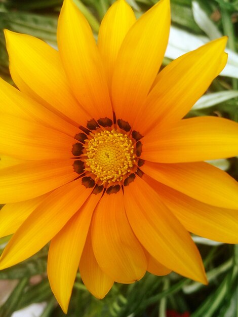 Close-up of yellow flower