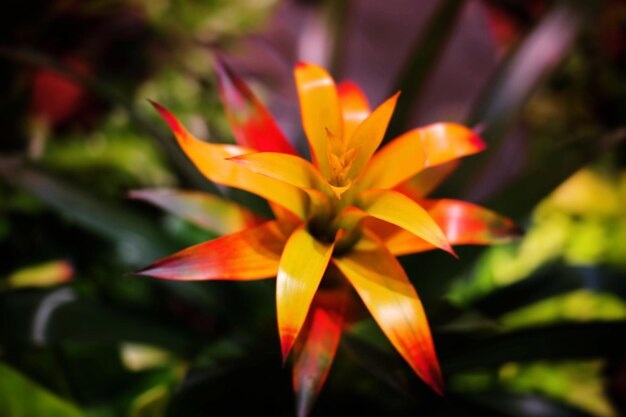 Foto close-up di un fiore giallo