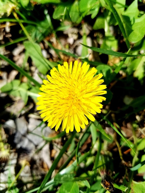 Close-up of yellow flower