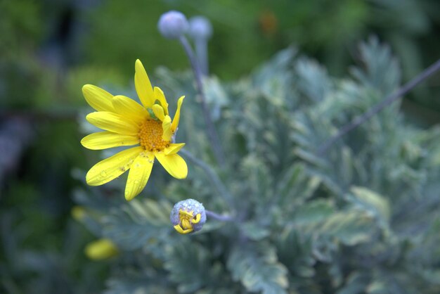 Close-up of yellow flower