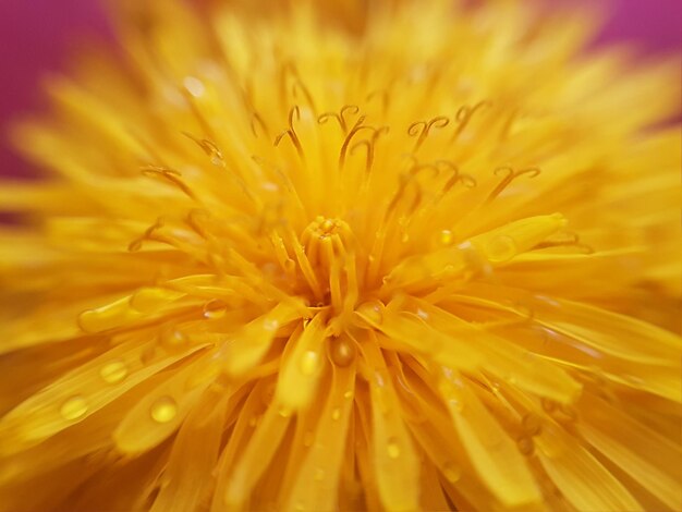 Close-up of yellow flower