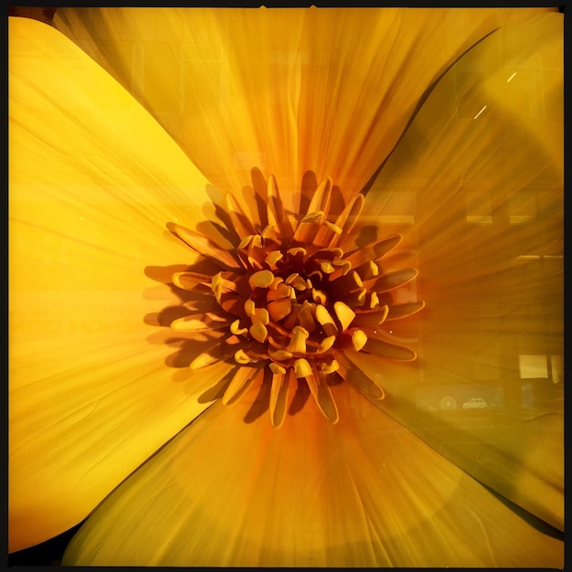 Close-up of yellow flower